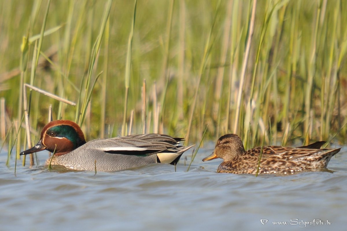 Утка чирок свистунок весной
