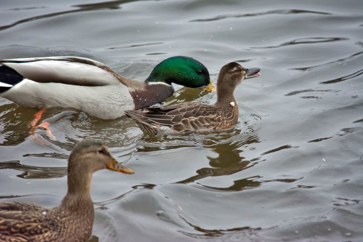 Чирок свистунок систематика