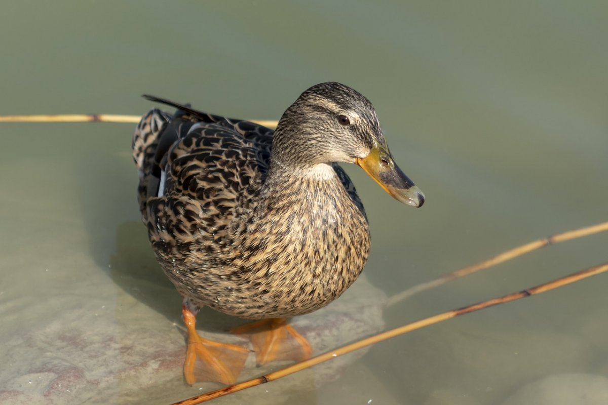 Чирок свистунок самка