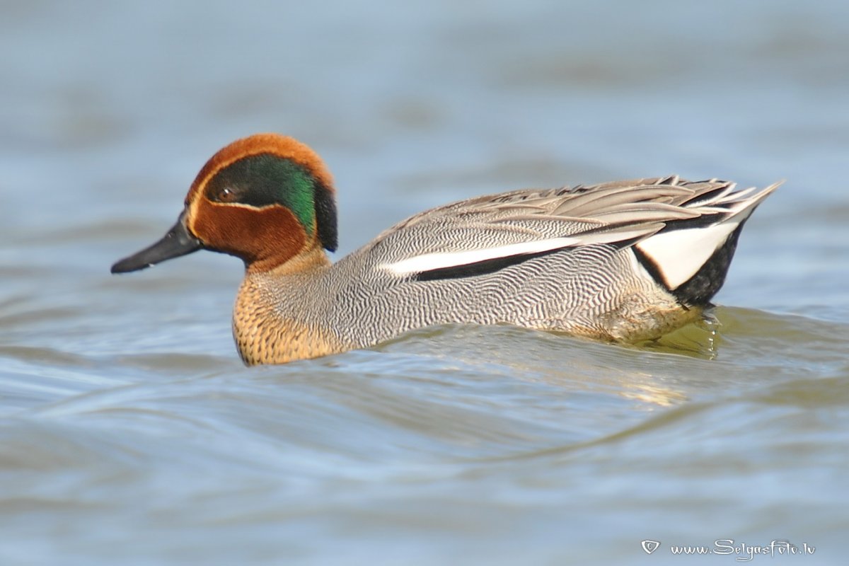 Кэмпбельский чирок