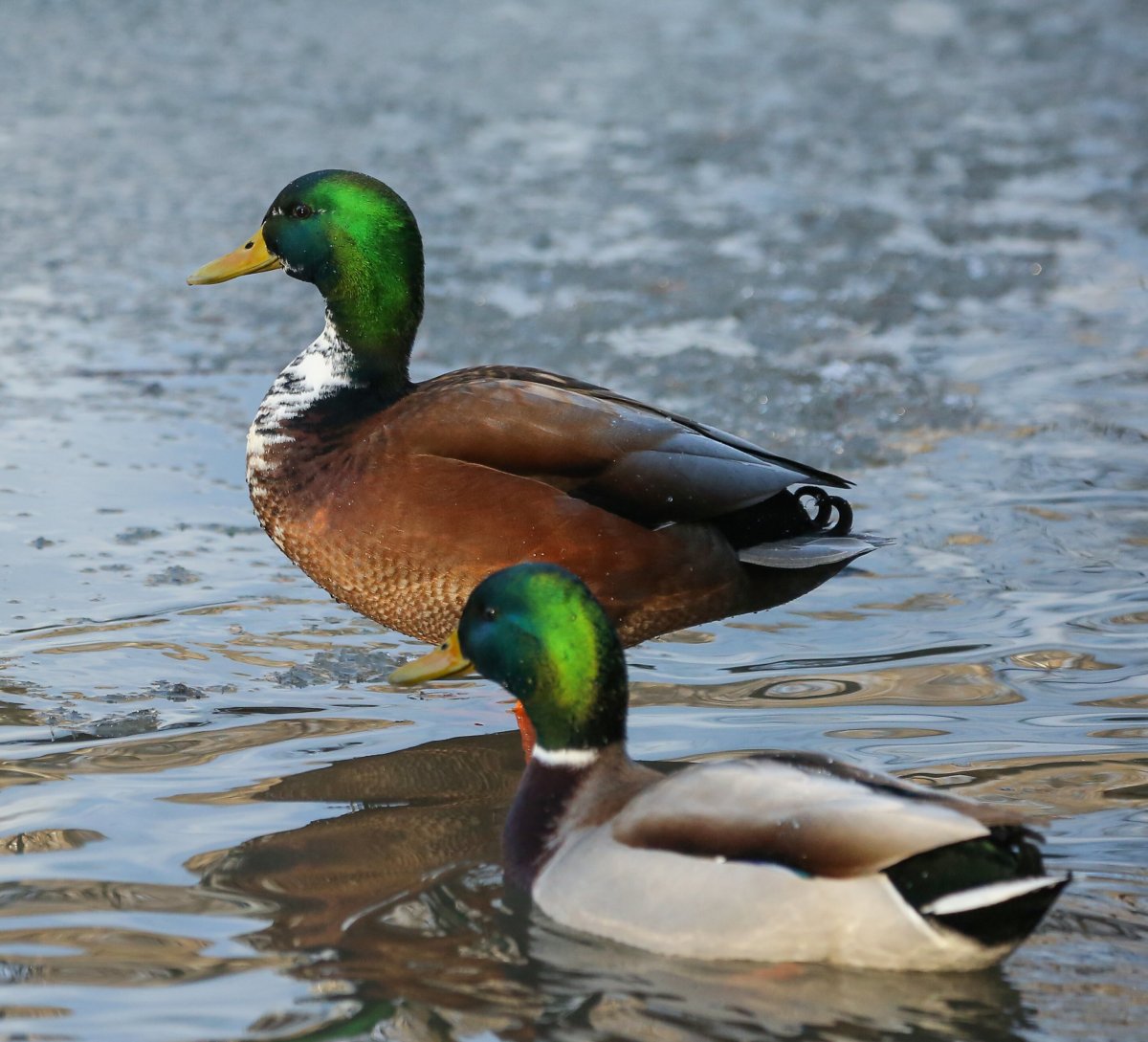 Чирок свистунок самец