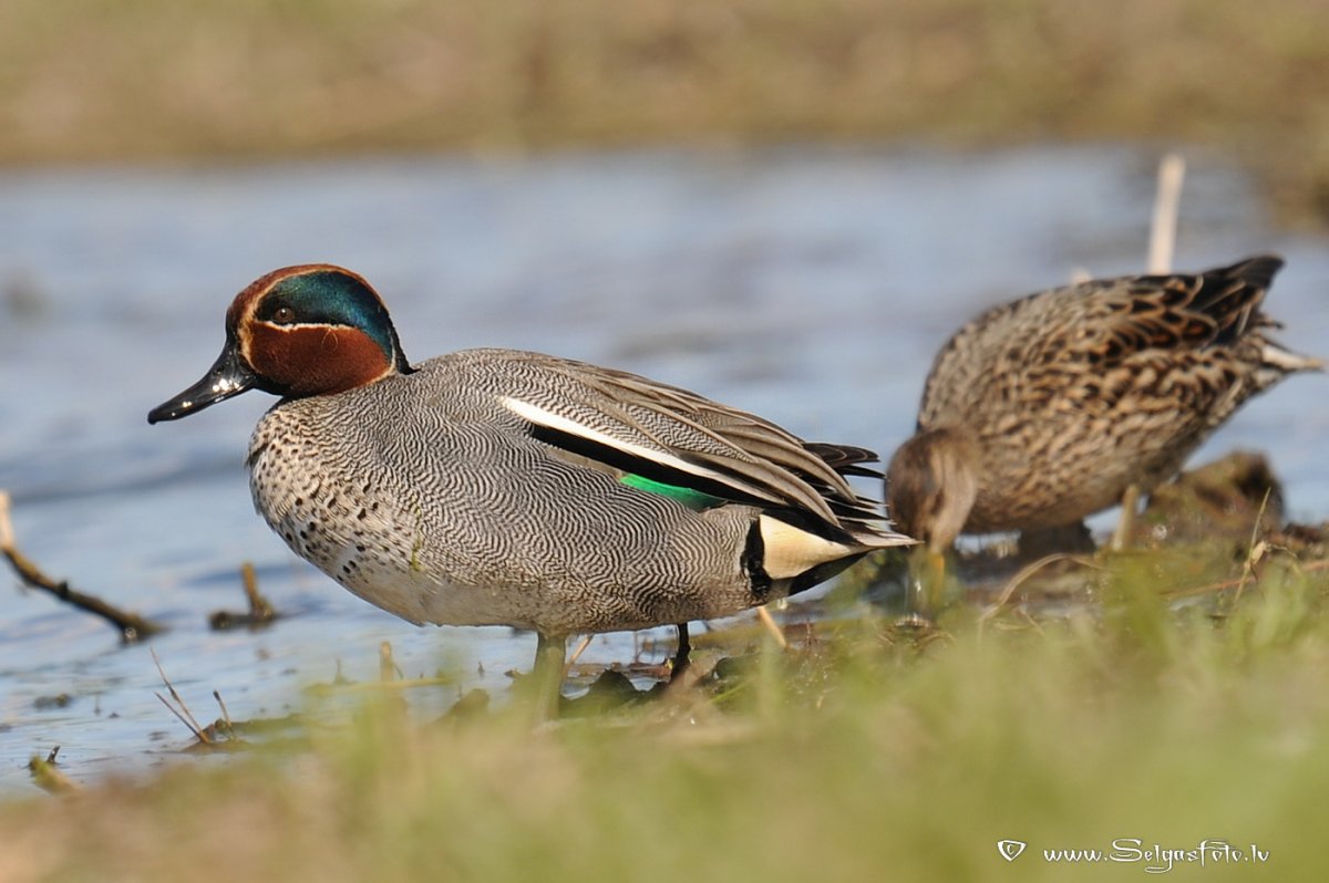 Чирок свистунок осенью