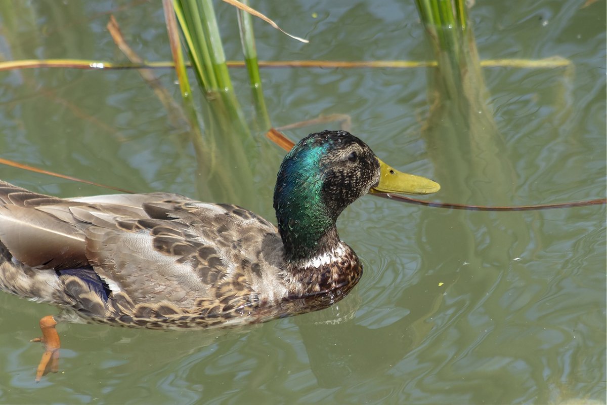 Турпан утка чирок