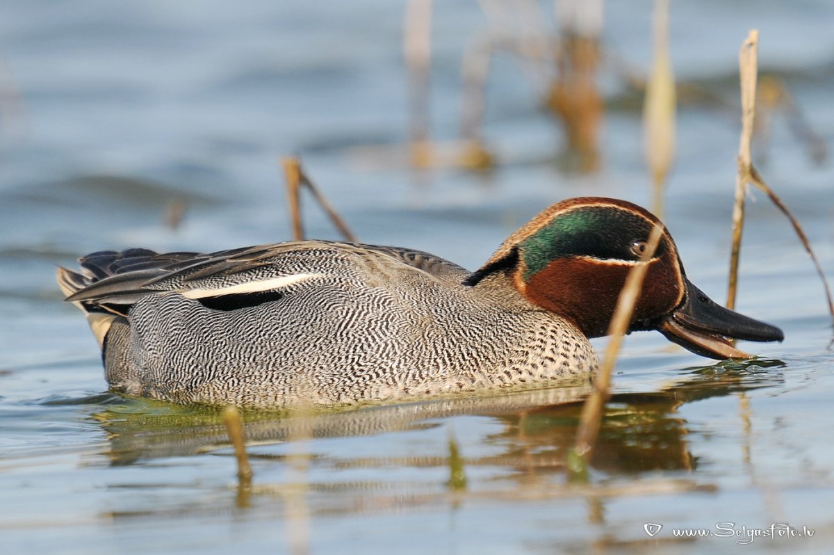 Утка чирок свистунок
