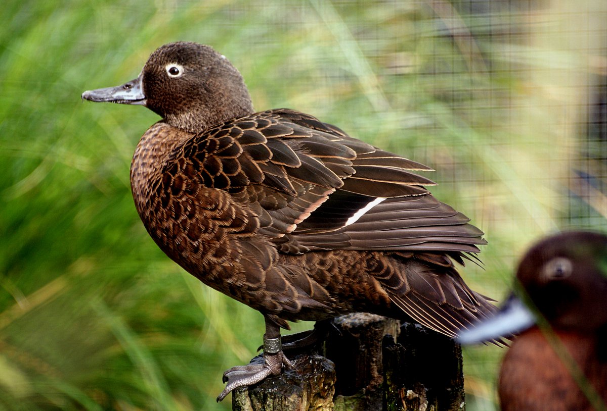 Чирок-свистунок птенцы