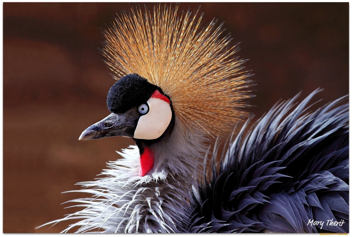 Птицы с хохолком на голове