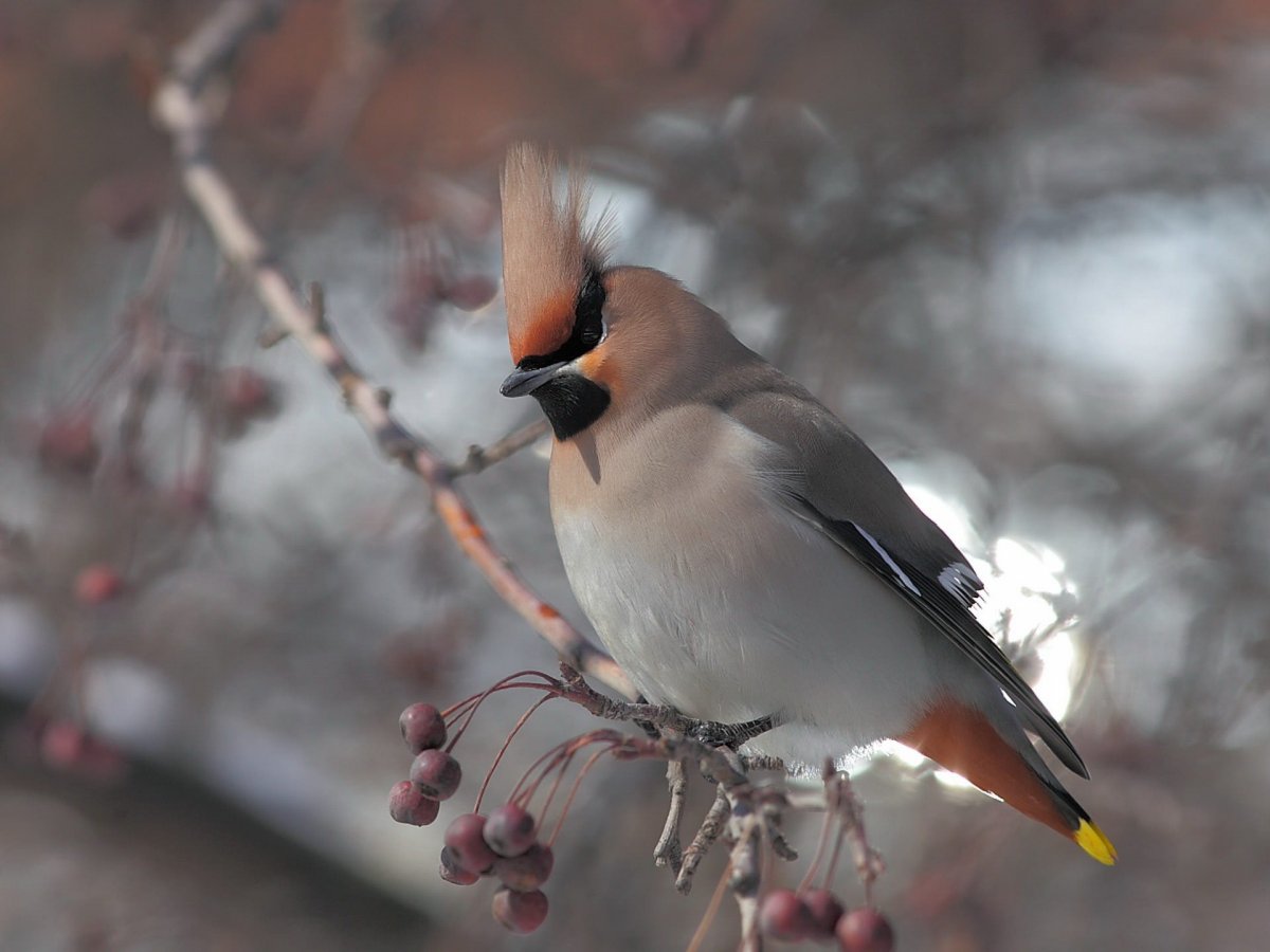 Свиристель птица