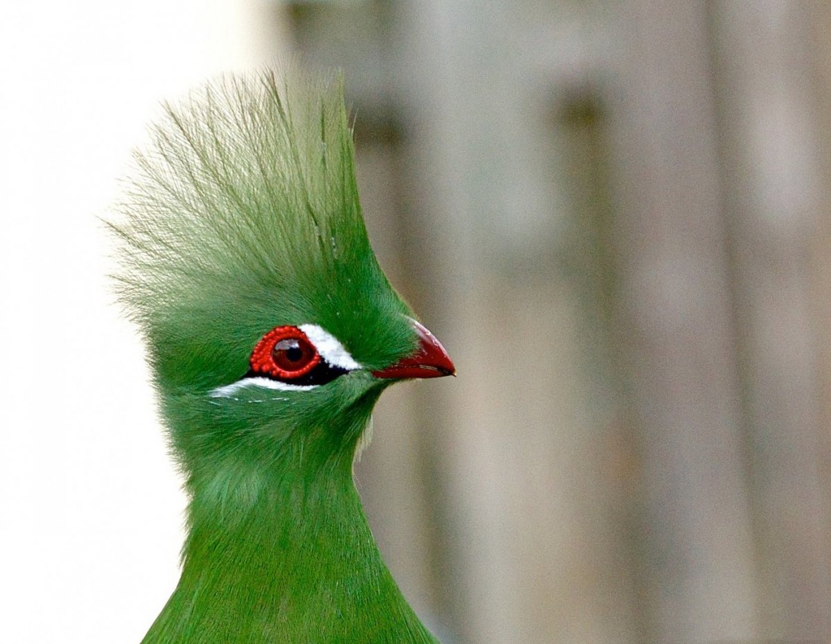 Птенец турако