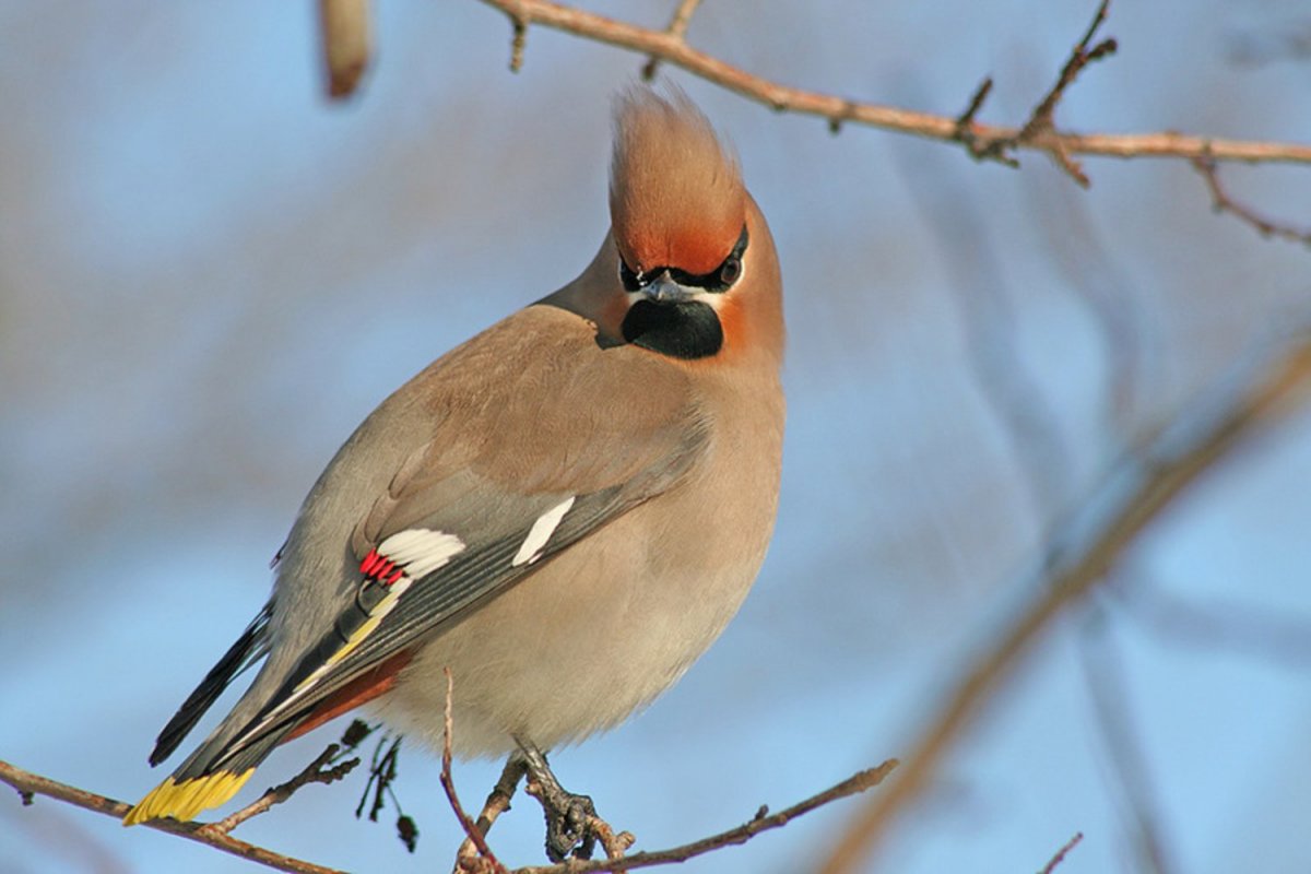 Удод Дальневосточный