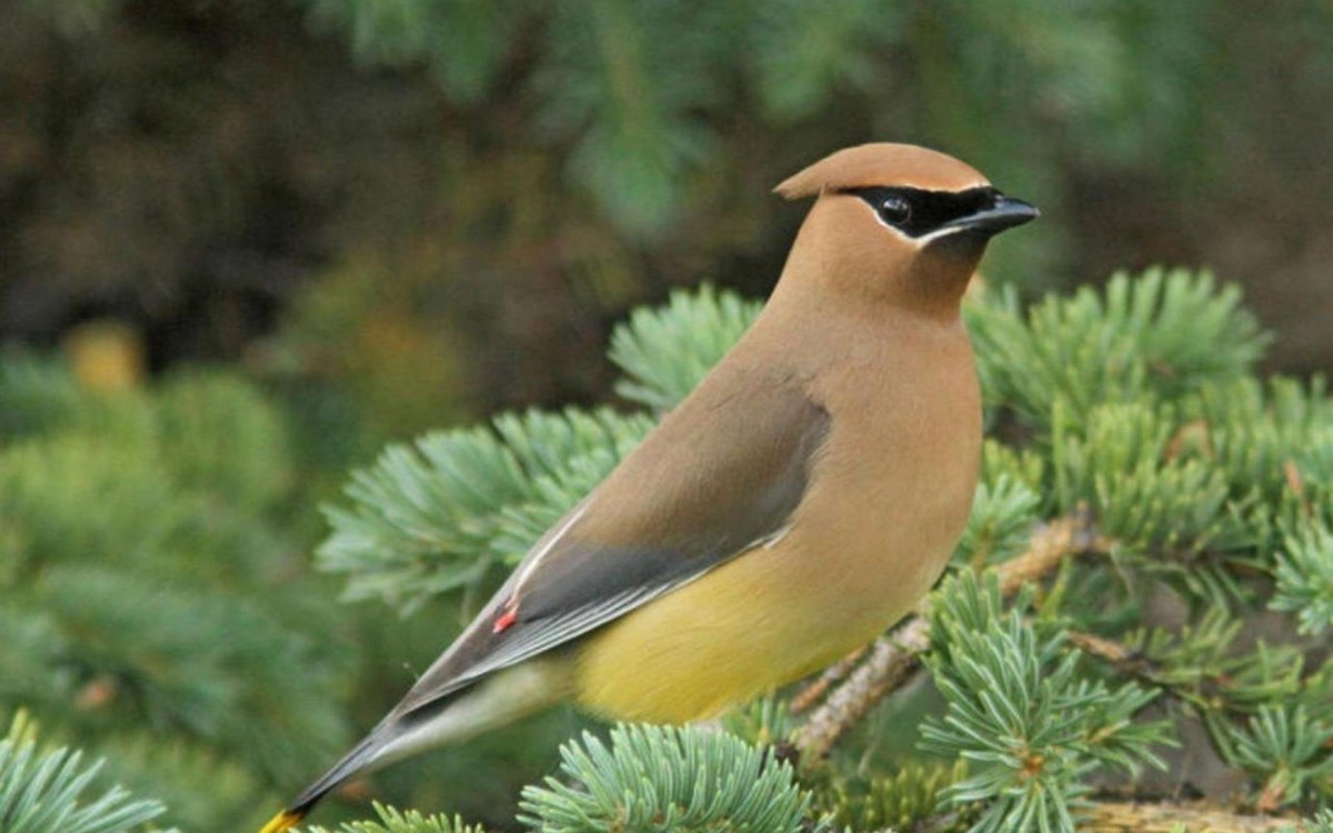 Сибирская птичка с хохолком