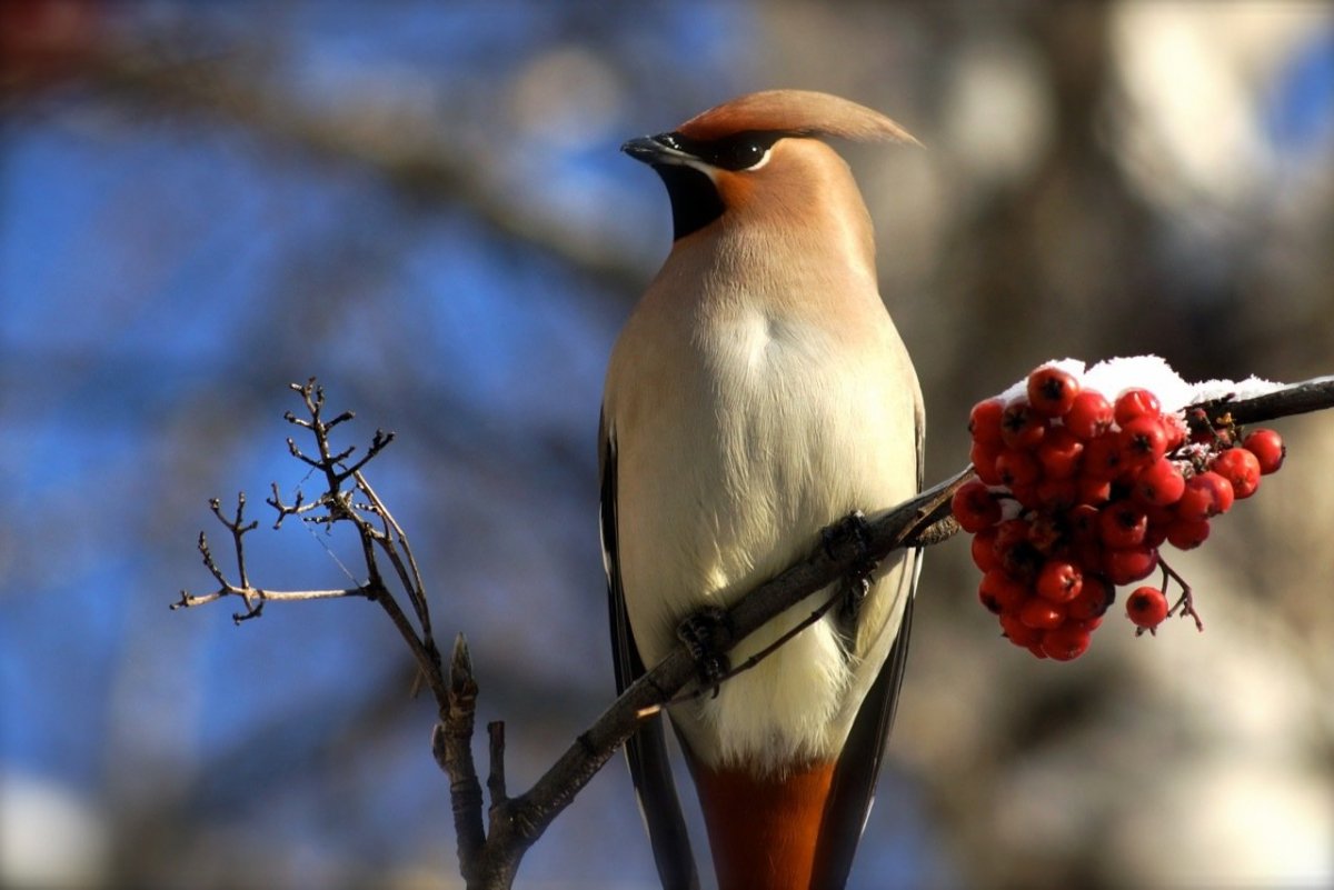 Свиристель обыкновенный