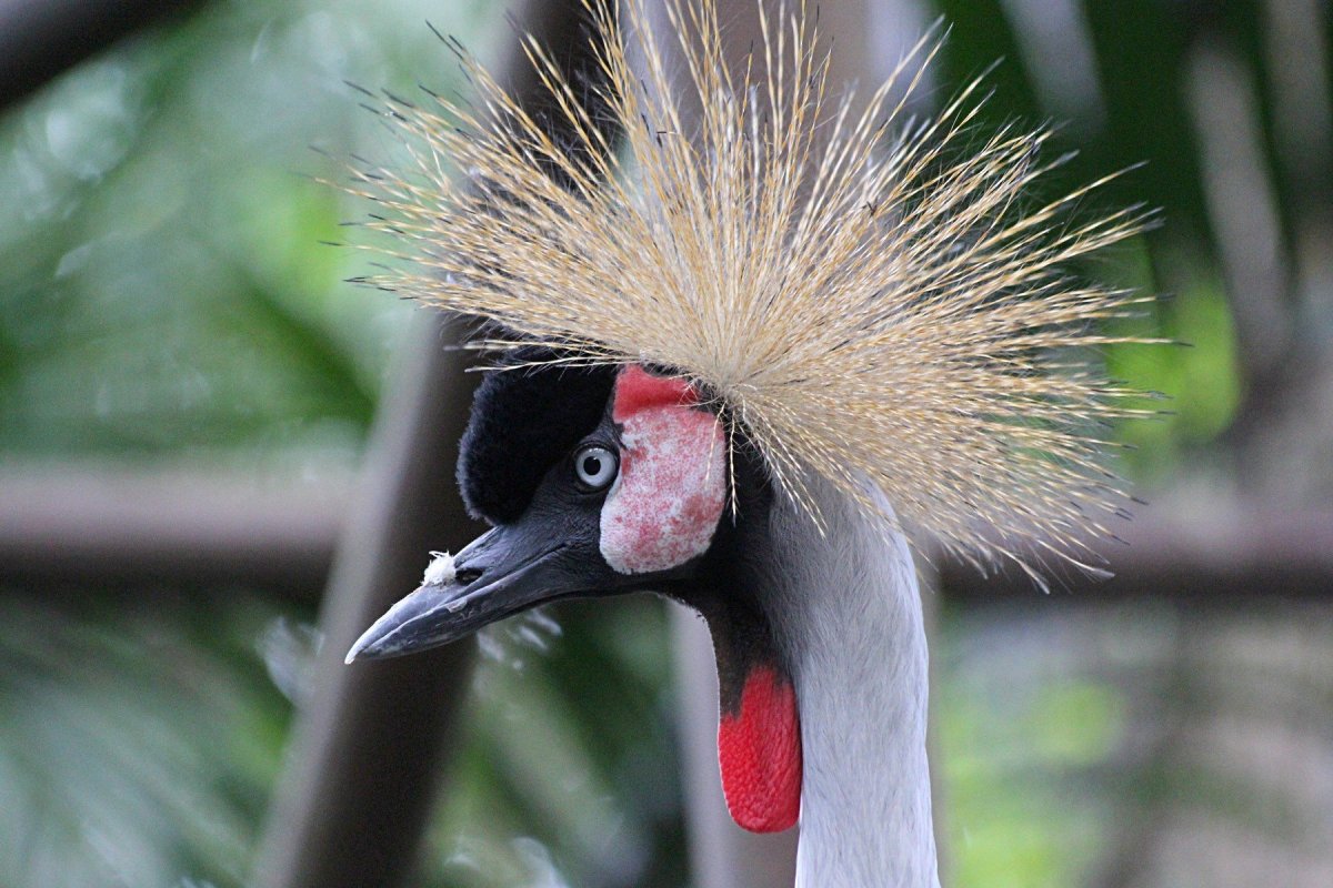 Восточный венценосный журавль