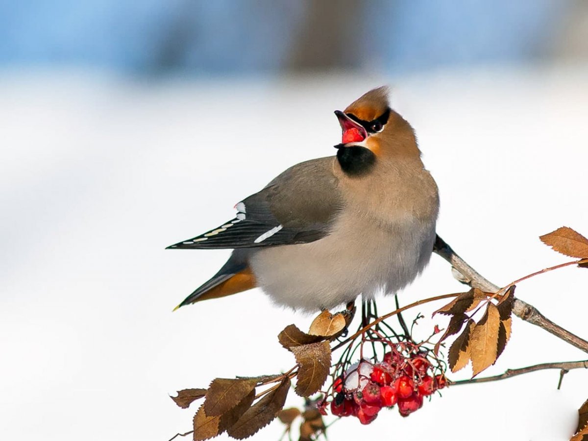 Птица с хохолком на голове