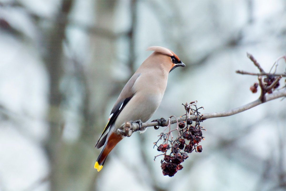 Дрозд с хохолком