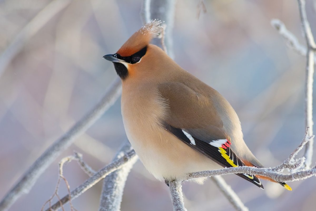 Серая птичка с хохолком