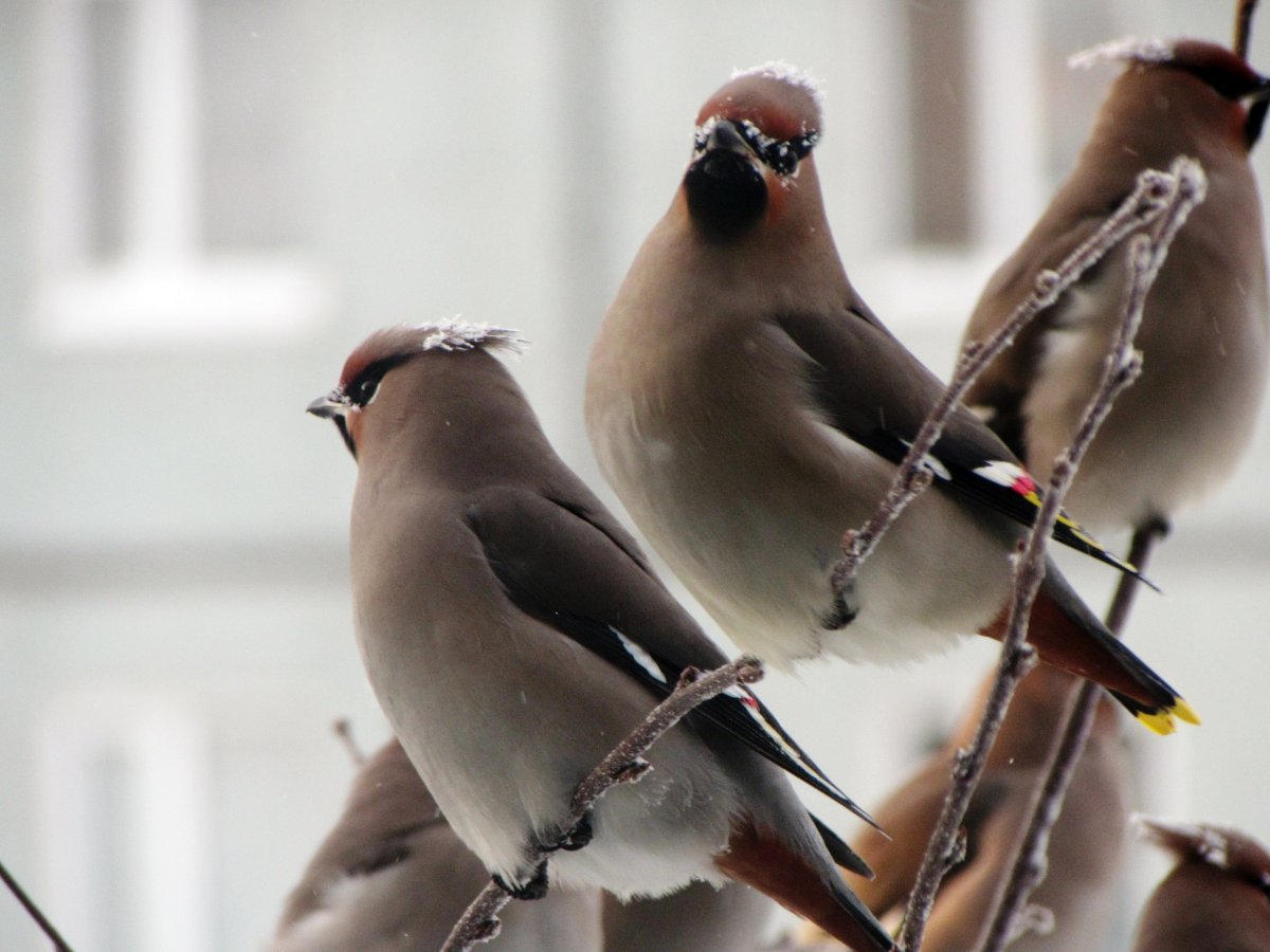 Хохлатые свиристели