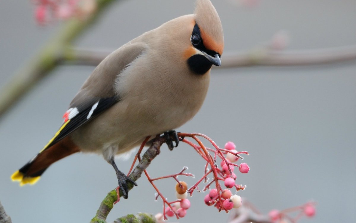 Сибирская птичка с хохолком