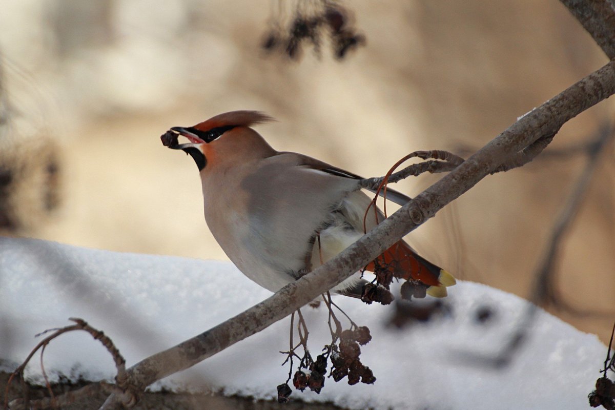 Свиристель зимой