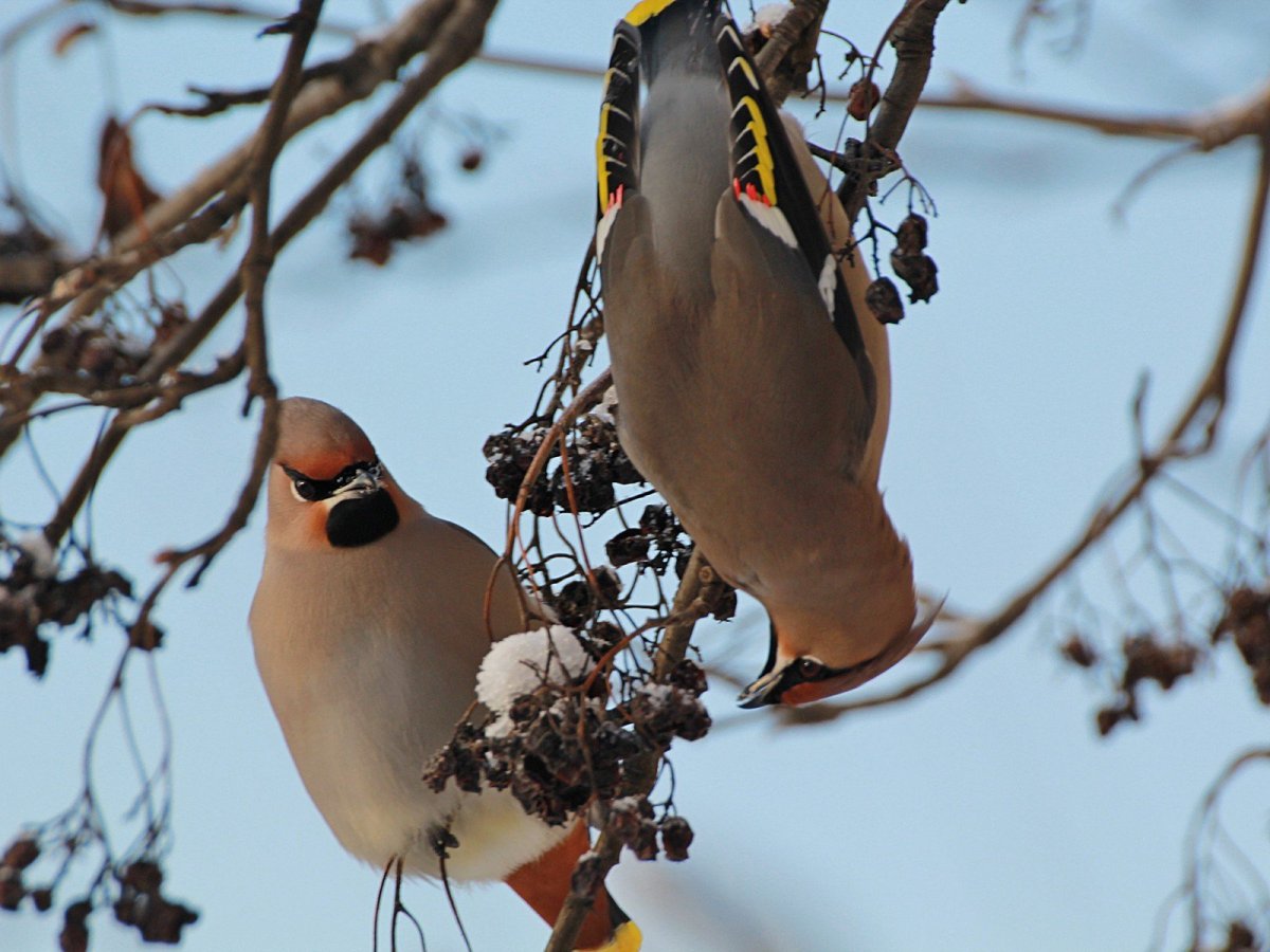 Хохлатый Удод