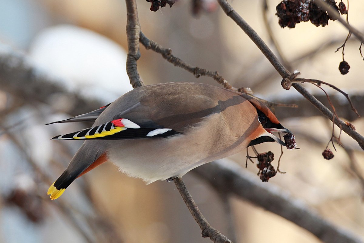 Удод птица яйца