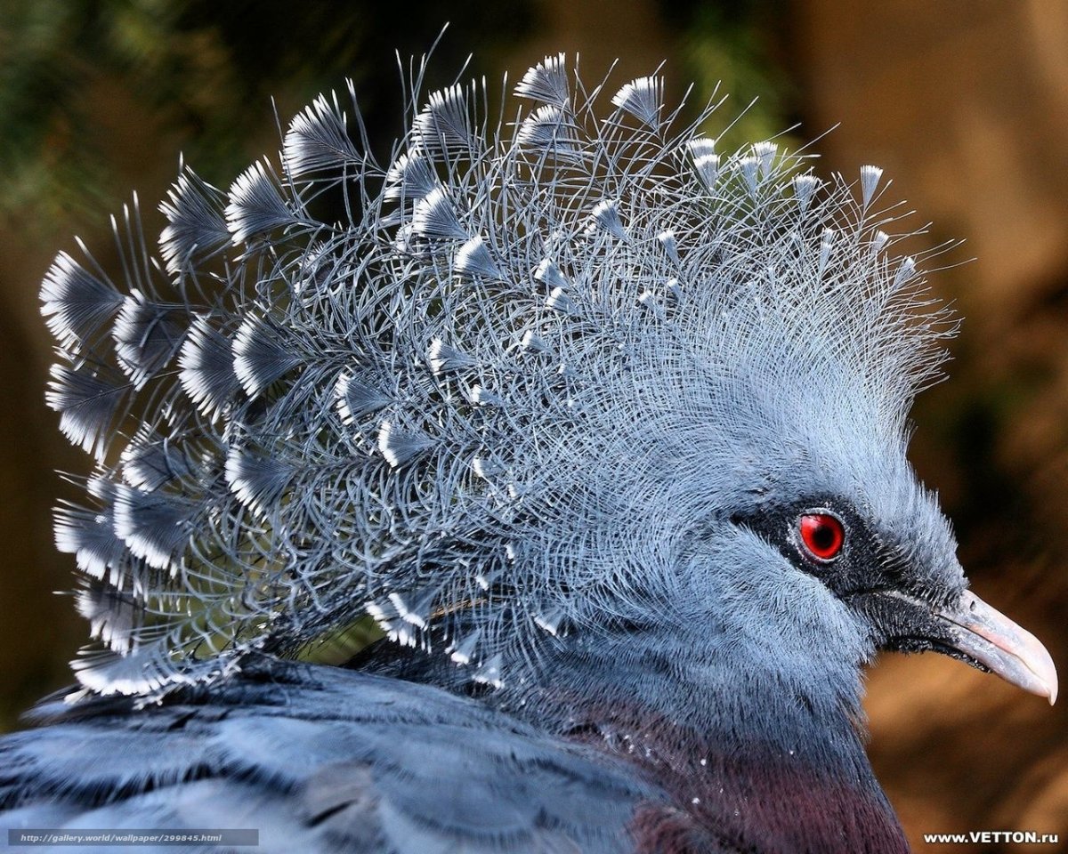 Веероносный венценосный голубь