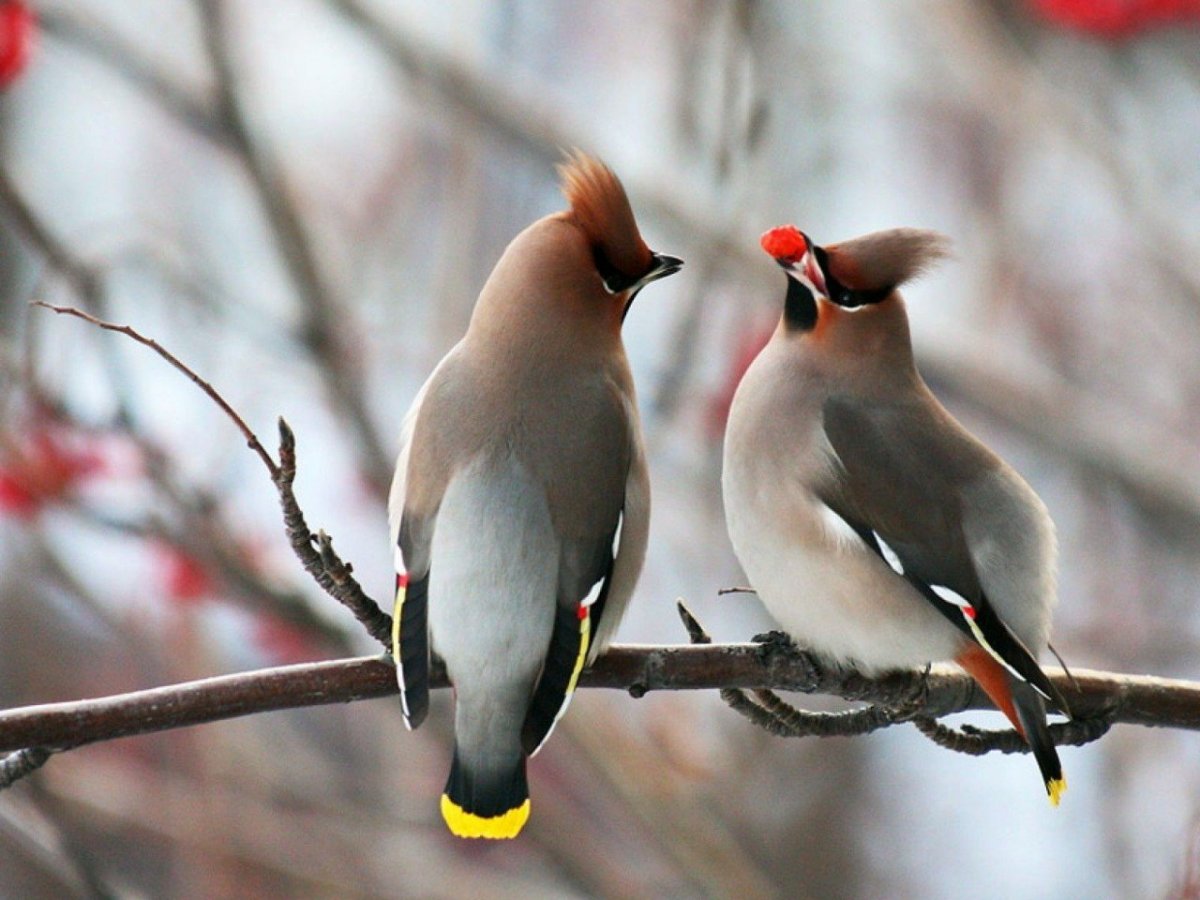 Свиристель самец
