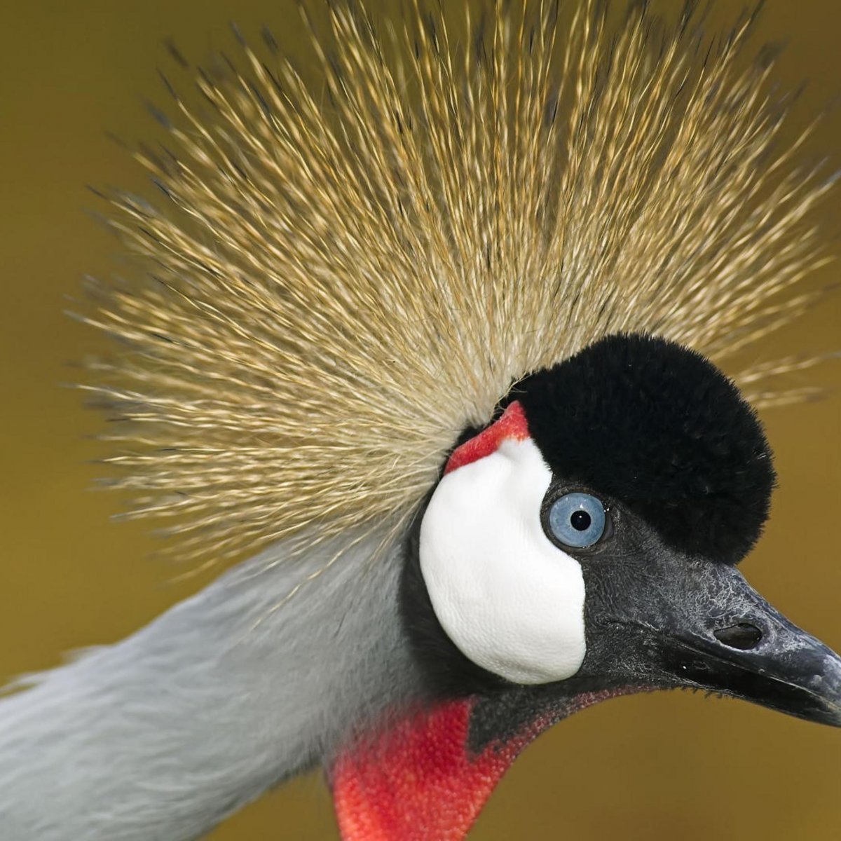 Американский свиристель