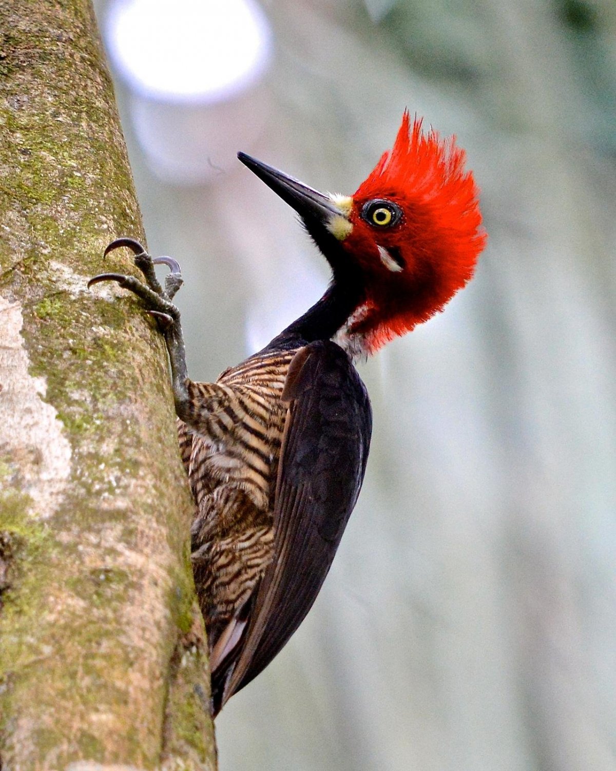 Африканский венценосный журавль