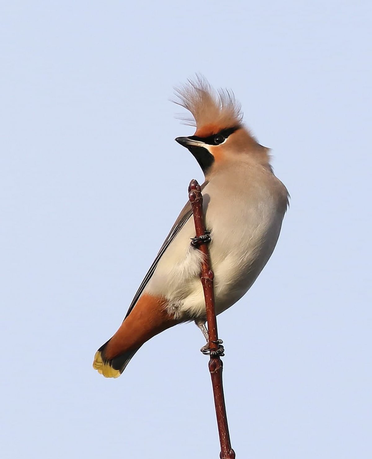 Хохлатые свиристели