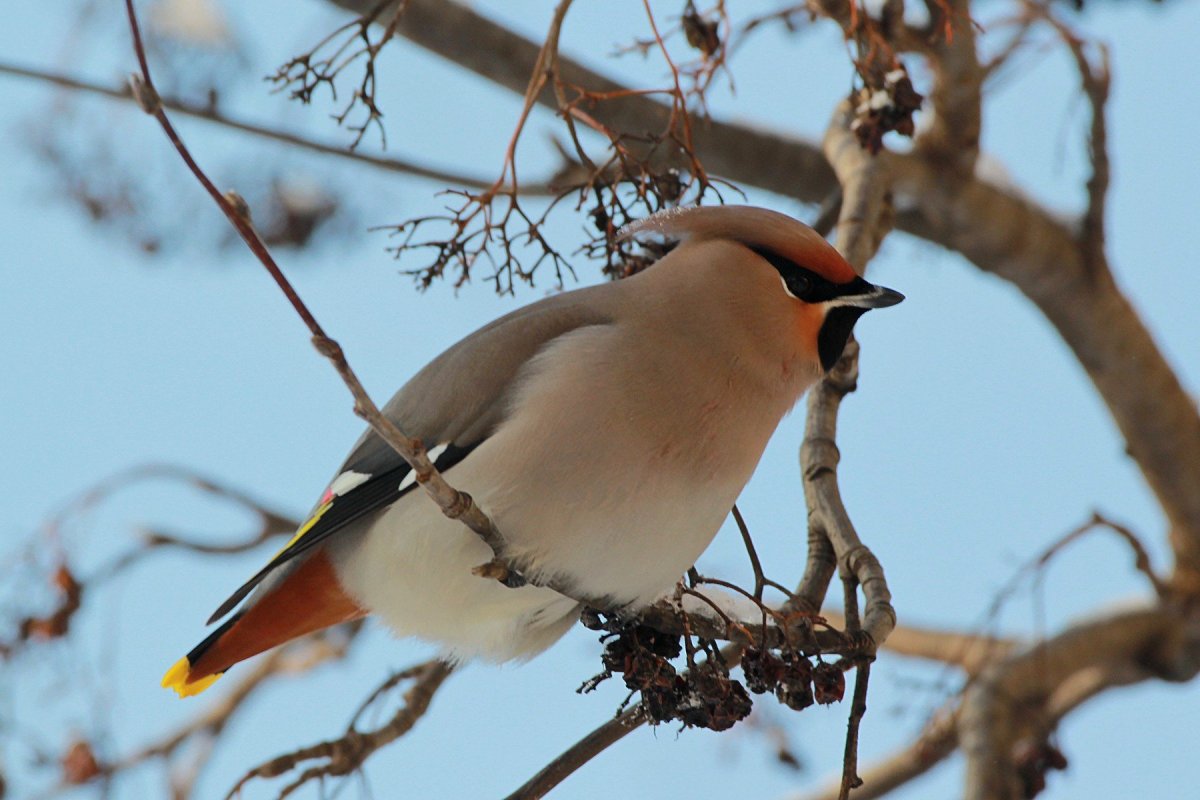 Памирский Удод