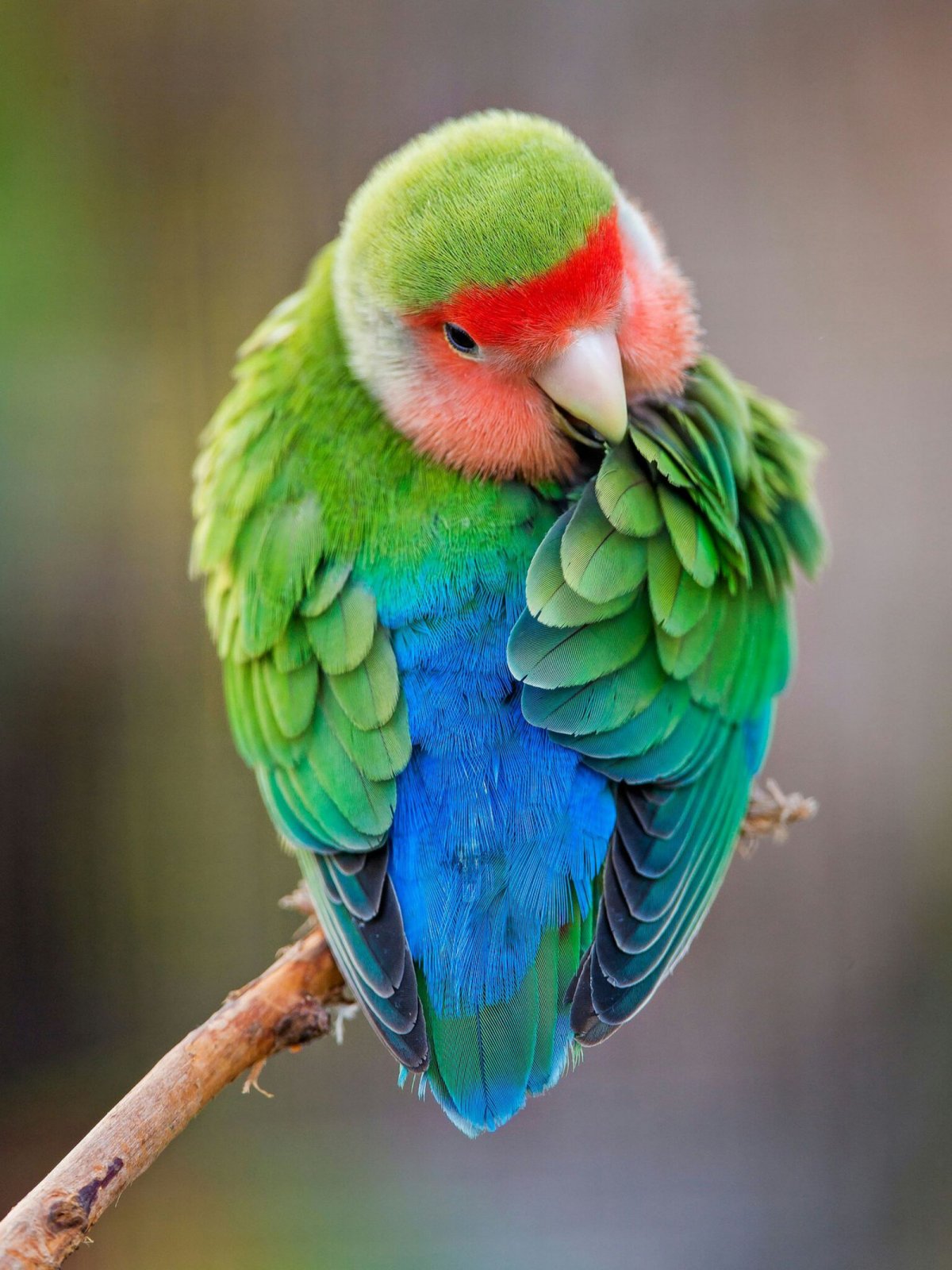 Яркий попугай