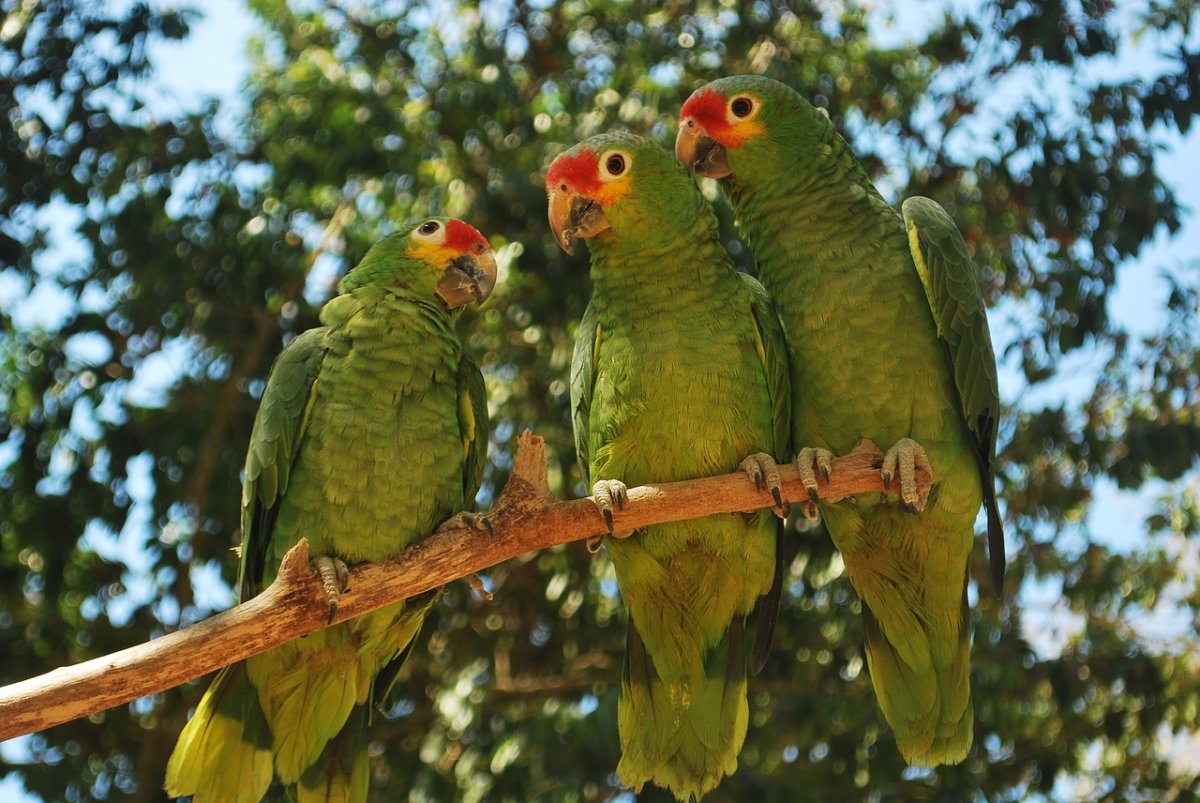 Мелкие попугаи