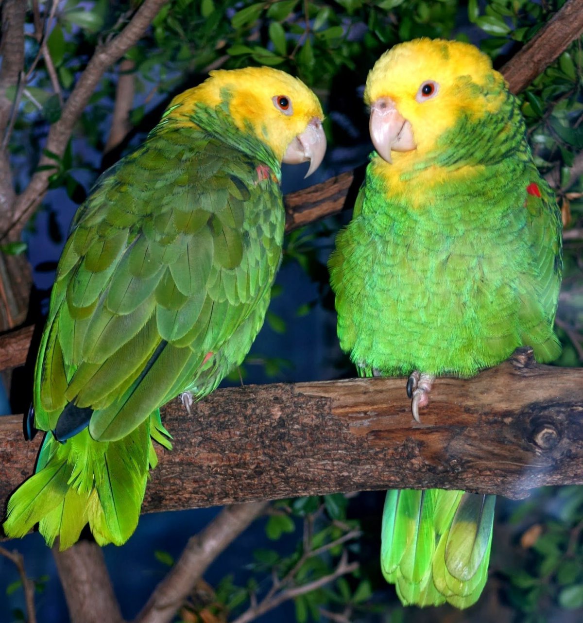 Попугаи амазонки