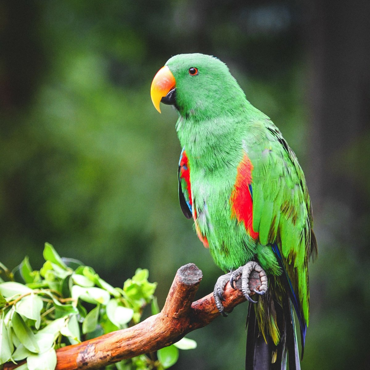 Эклектус попугай