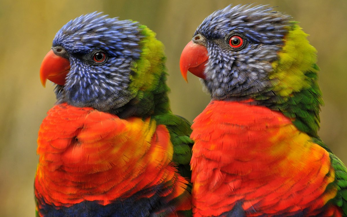 Разные попугаи