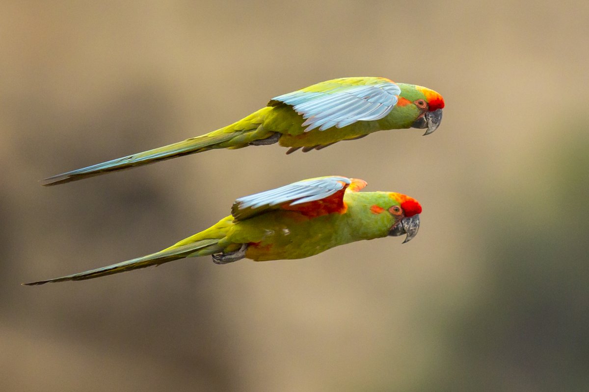 Попугай ара Красноухий