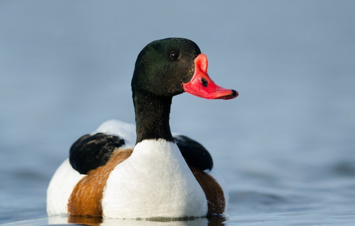 Атайка утка атайка