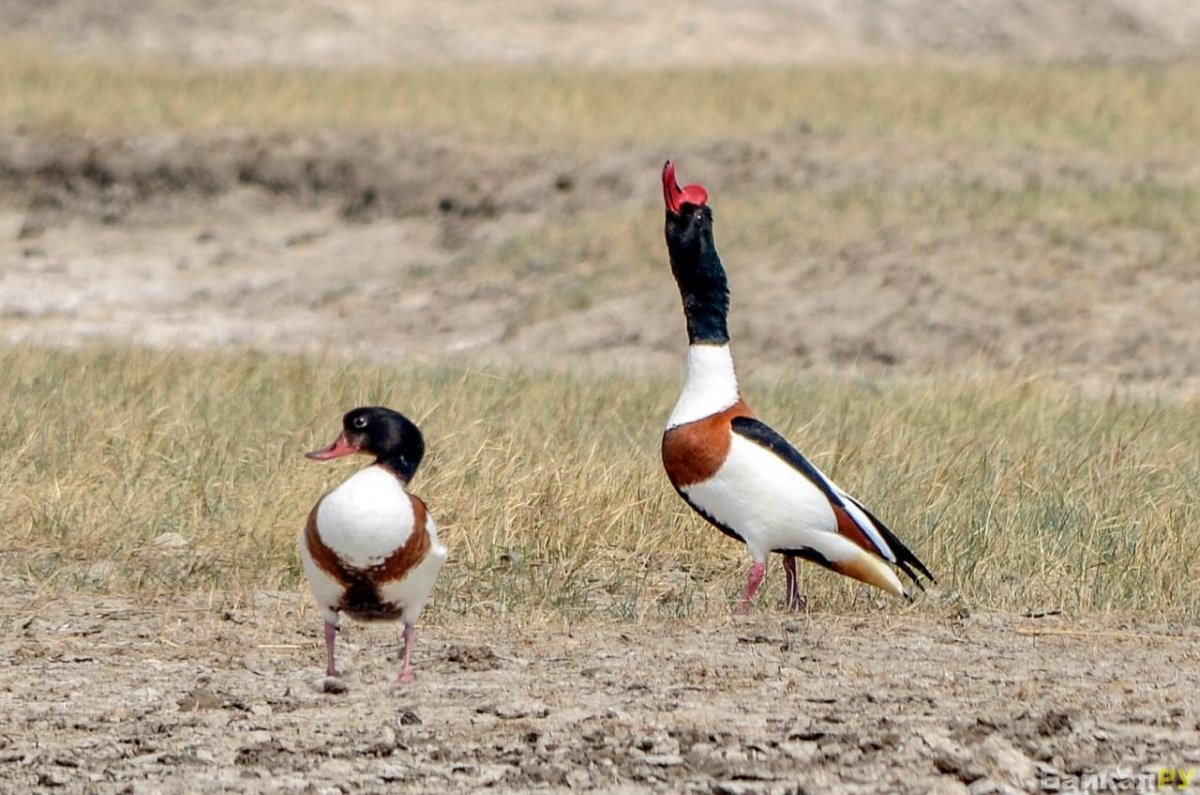 Пеганка -Раджа Radjah Radjah