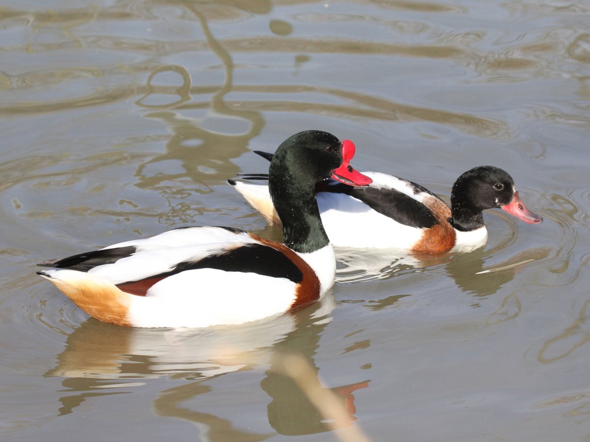 Утка хохлатая пеганка