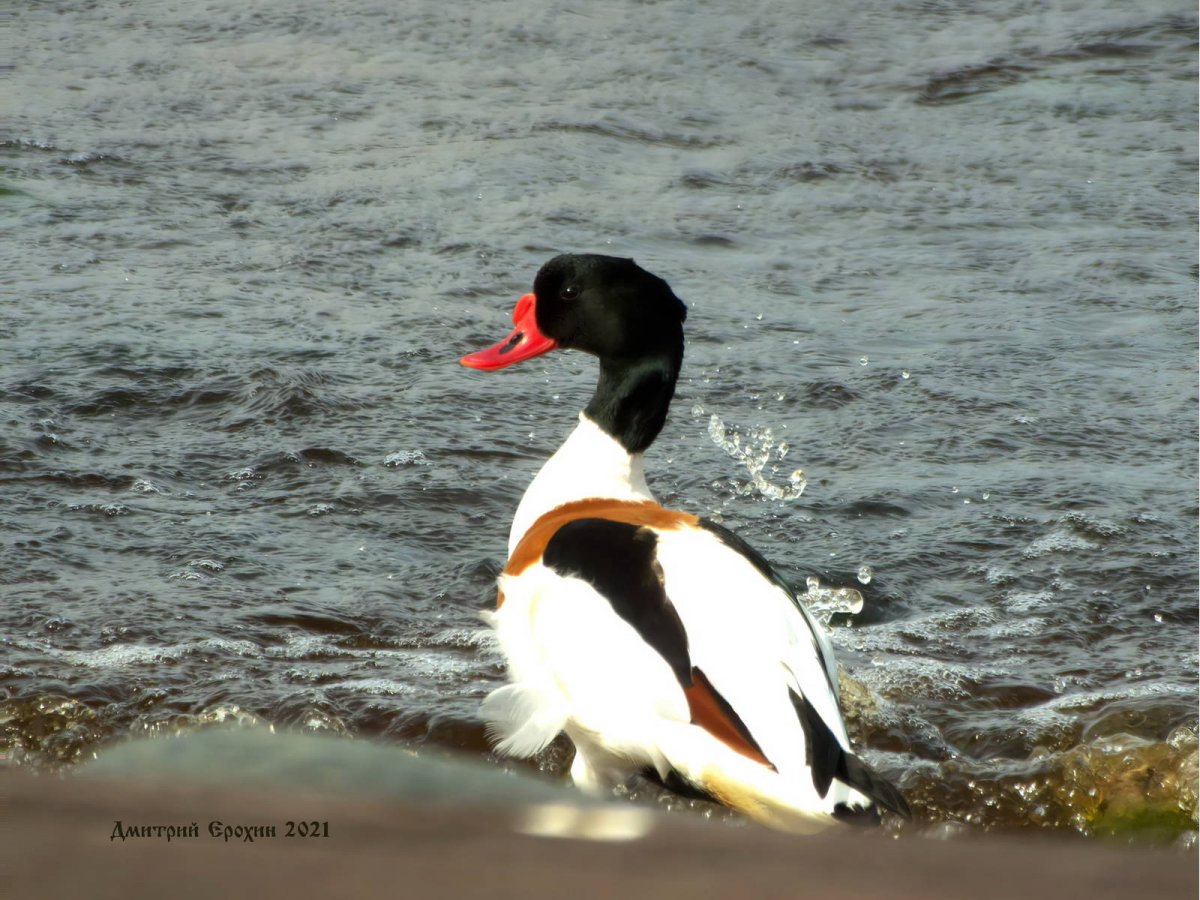 Птицы красной книги пеганка