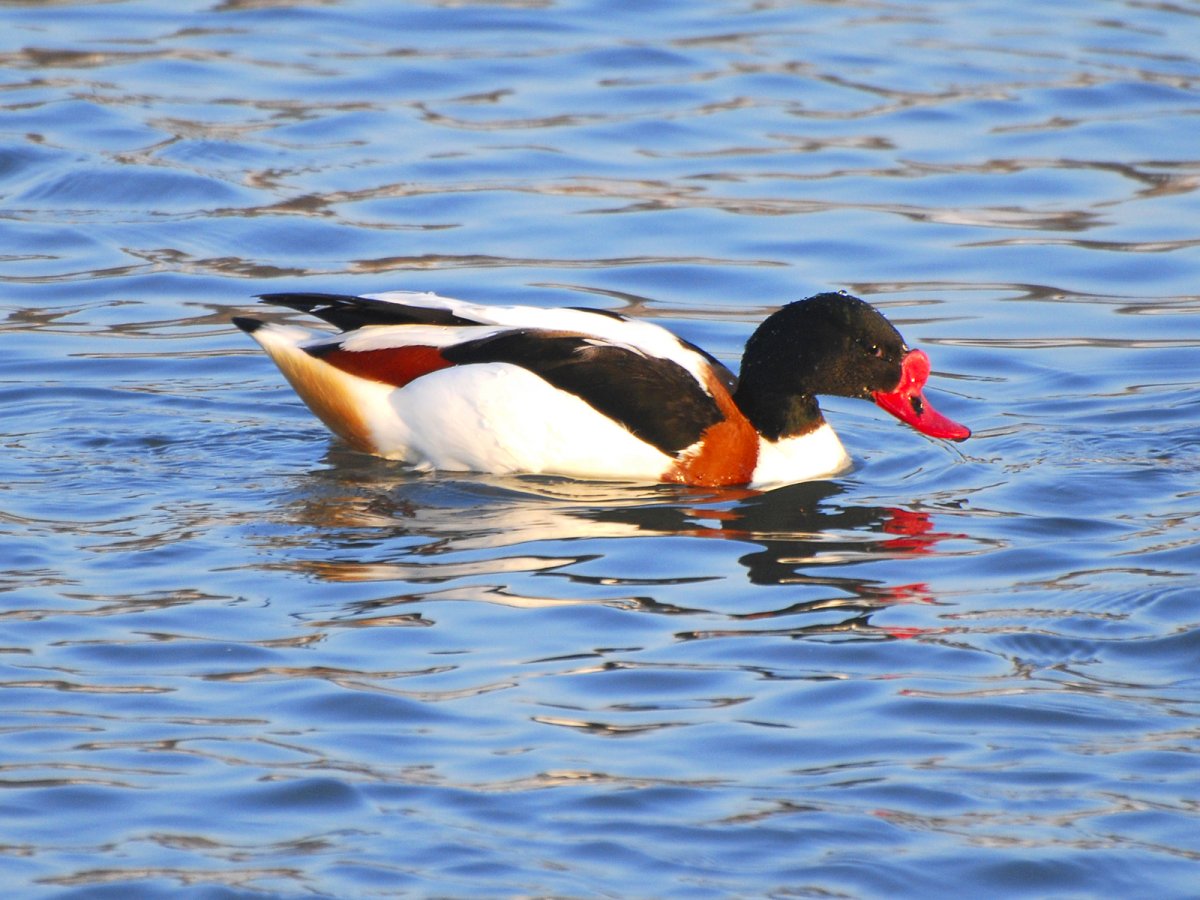 Дикая утка пеганка