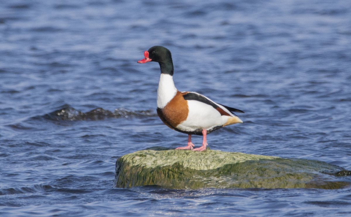 Пеганка самец