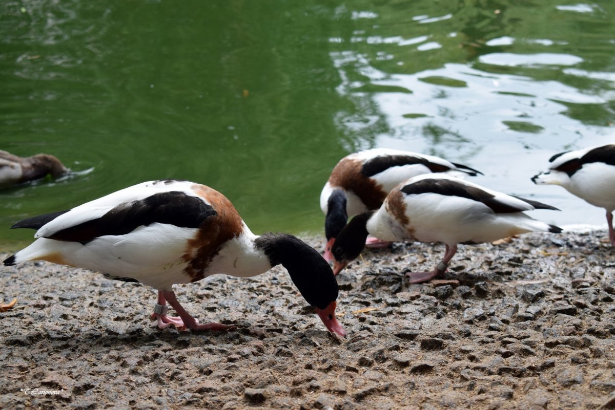 Хохлатая пеганка Tadorna cristata
