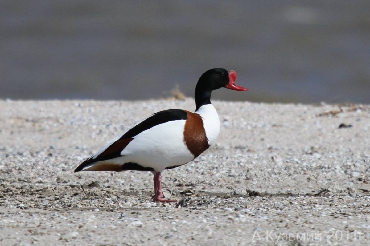 Утка пеганка