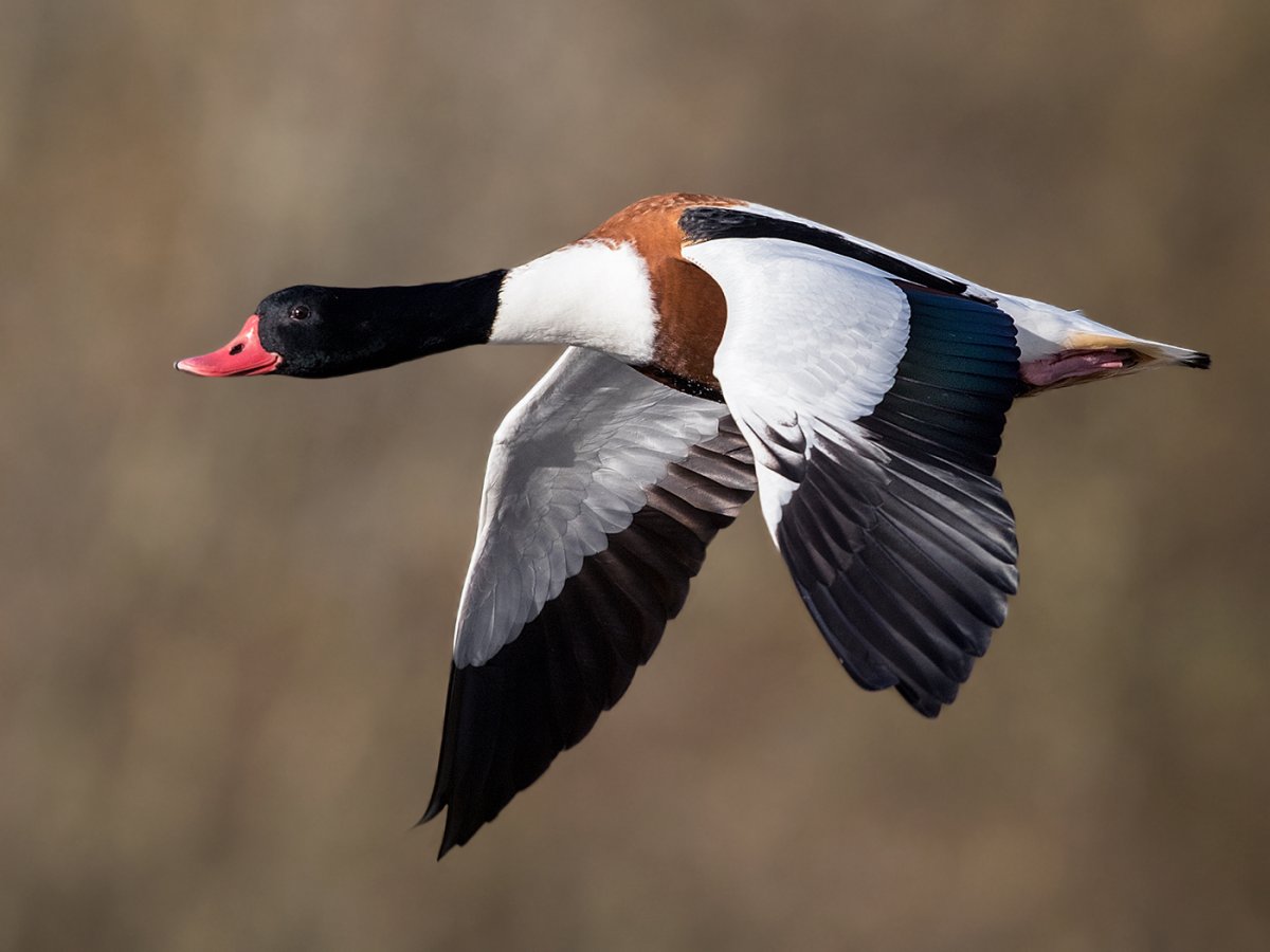 Пеганка обыкновенная