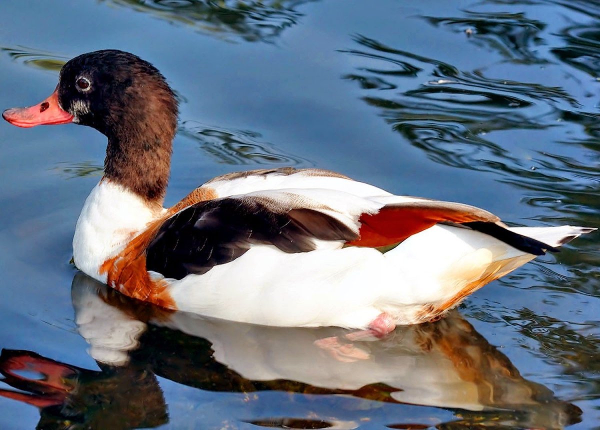 Хохлатая пеганка Tadorna cristata