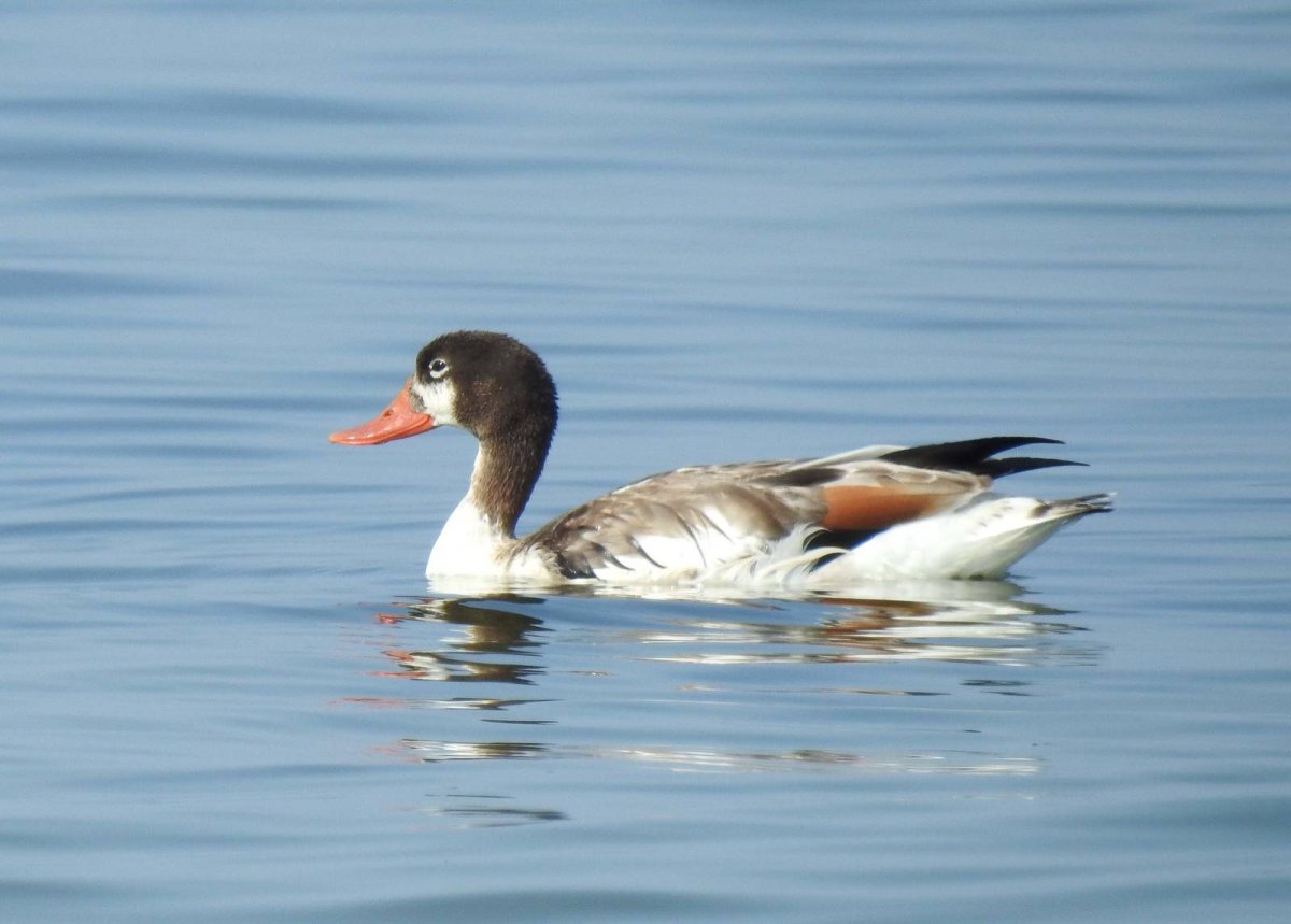 Новозеландский Огарь