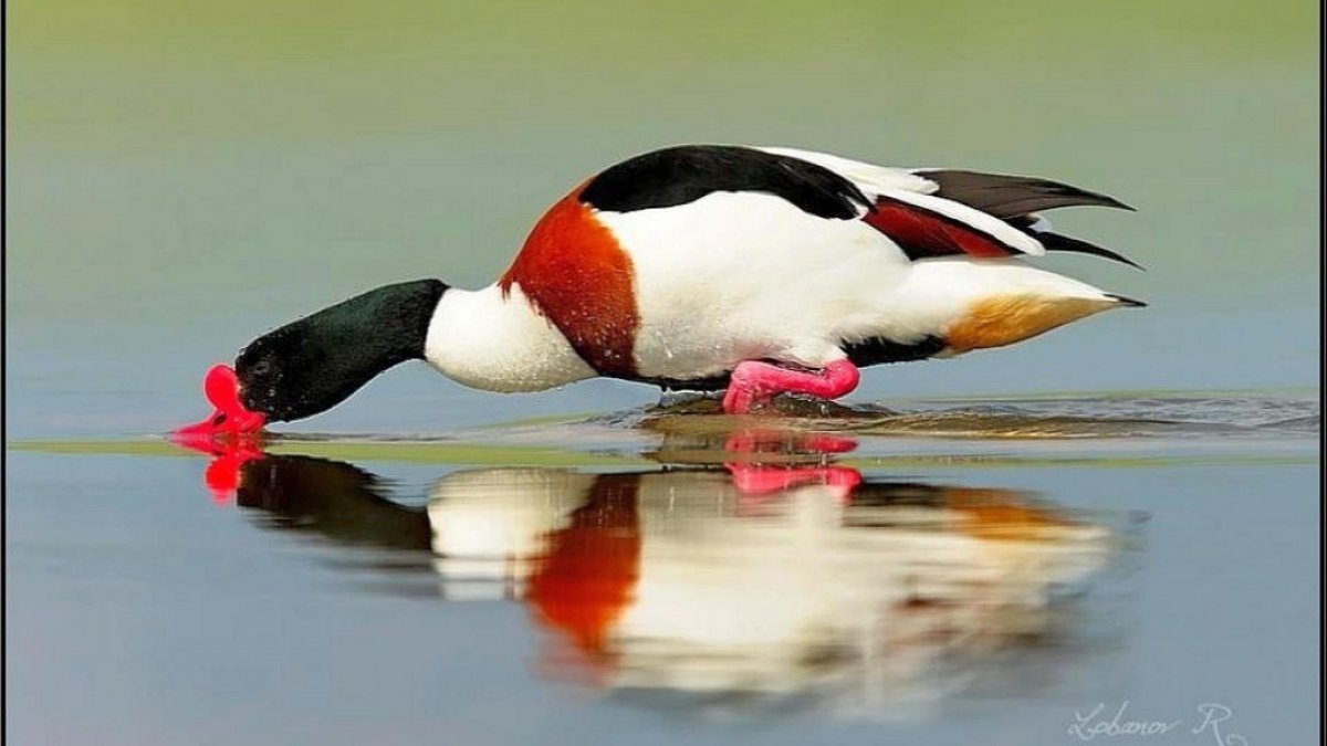 Утка пеганка