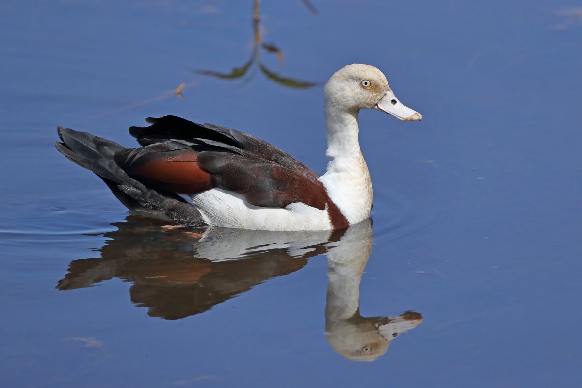 Новозеландская утка