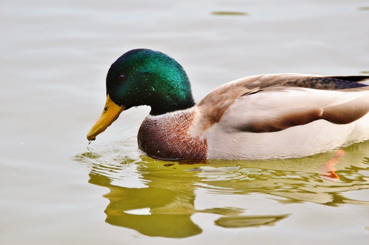 Селезень Каролинка